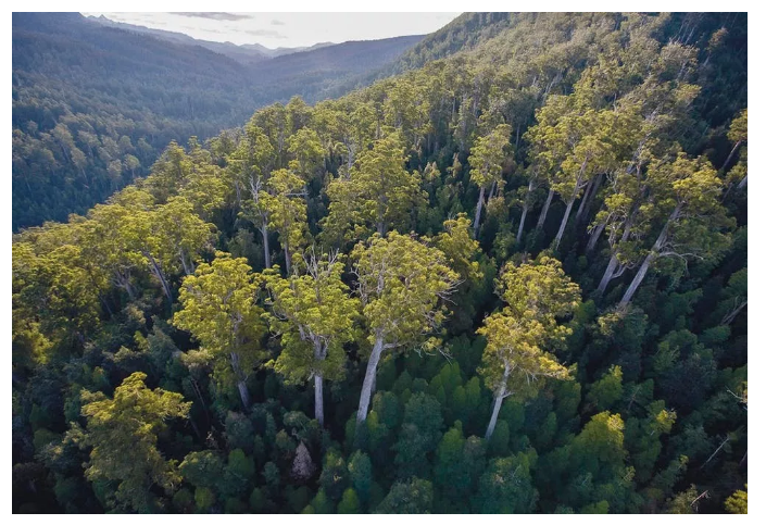 可以说澳洲的森林就是一个无限量供应的 燃料库