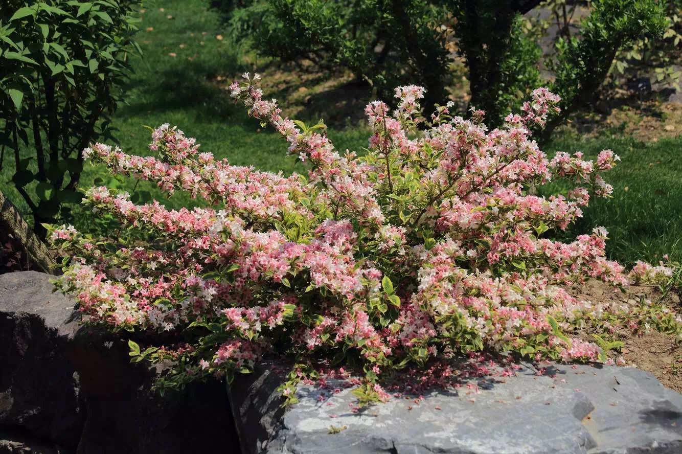 矮花叶锦带