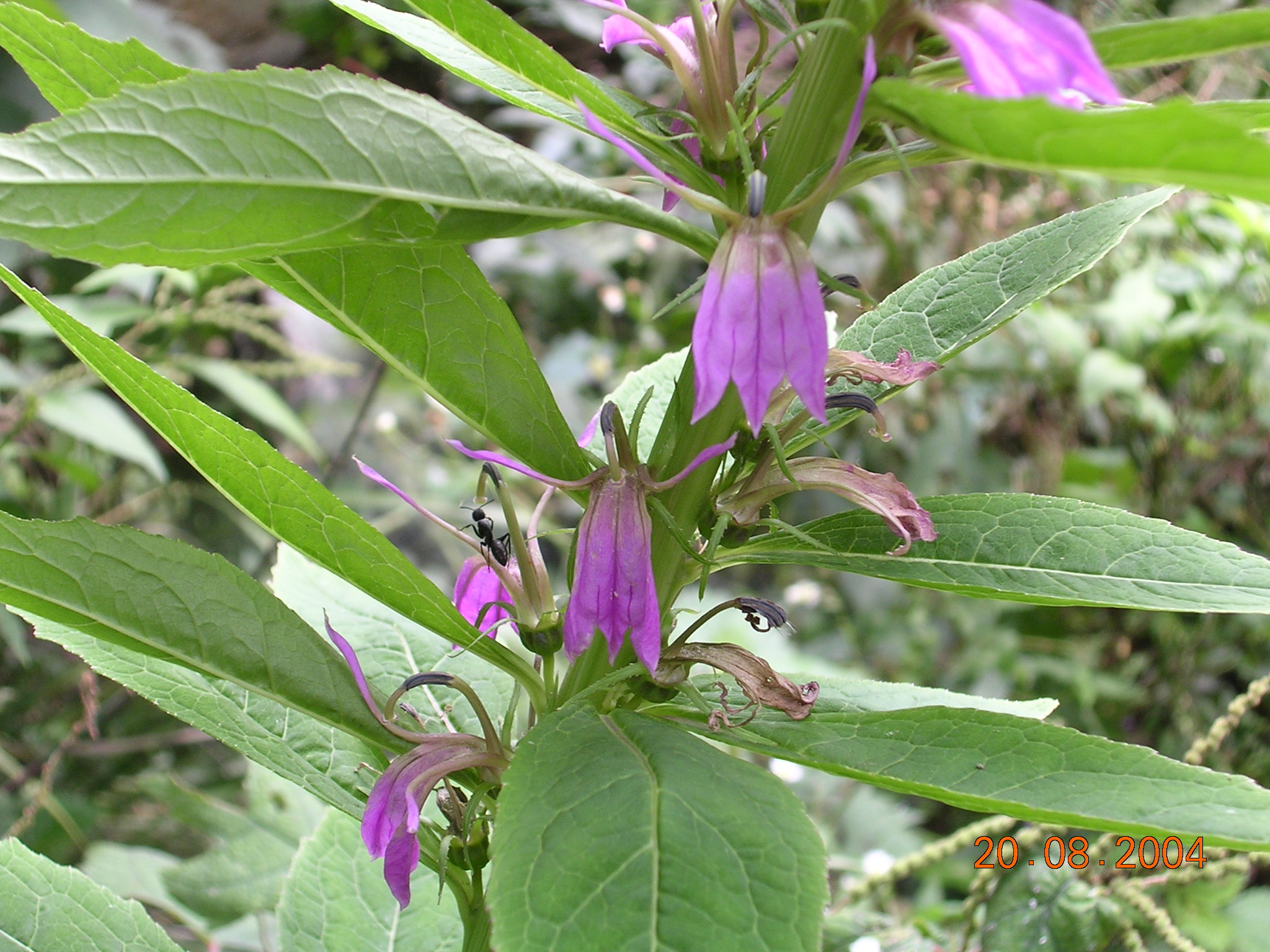 江南山梗菜lobelia.jpg