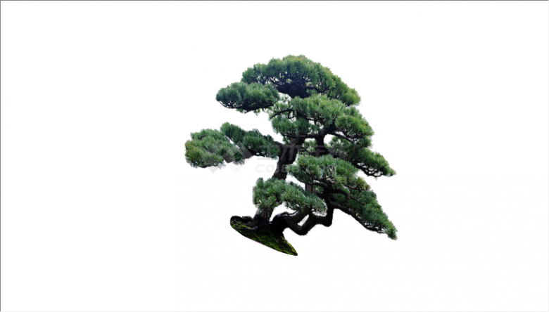 2D造型公园景观树su模型-图二