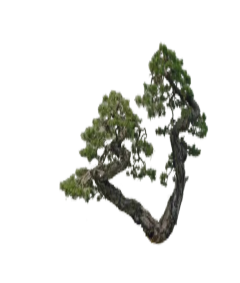 两分叉2D造型景观树组合su模型-图二