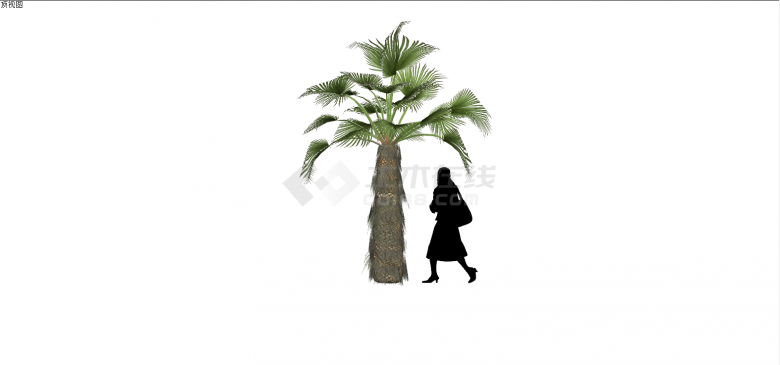 精品椰子树植物树木SU模型-图一