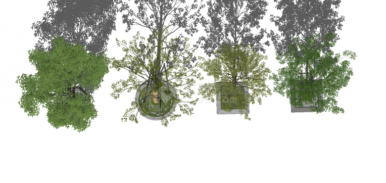 四棵枝繁叶茂的街边树木su模型-图二