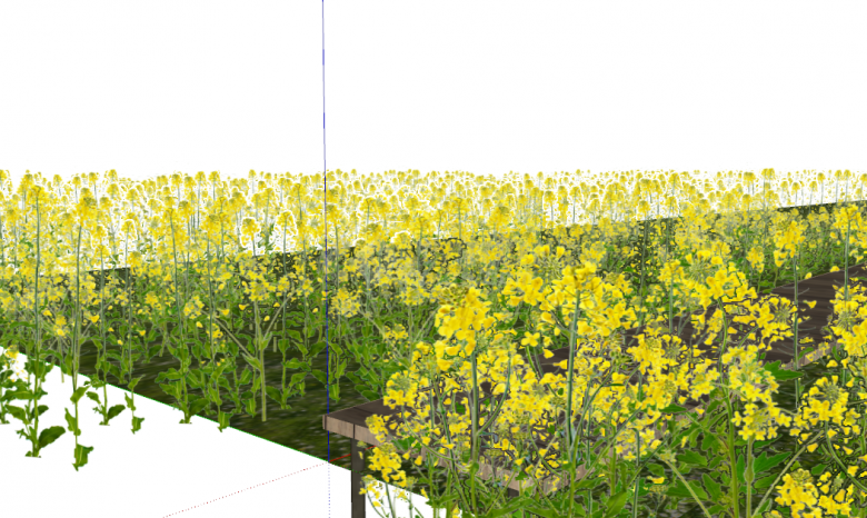 种满油菜花的景观植物组合su模型-图二