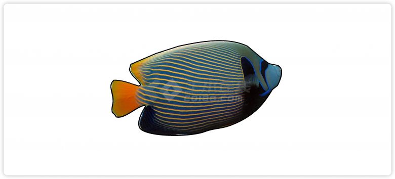 热带鱼黄色线条水族馆鱼类动物组合su模型-图一