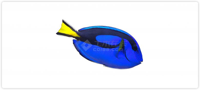 蓝身黄尾巴热带鱼水族馆鱼类动物组合su模型-图二