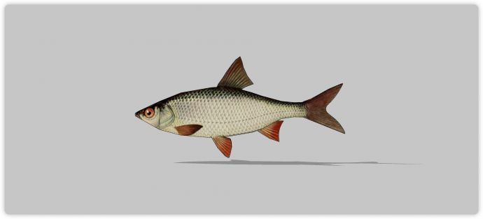 橙红色鱼鳍水族馆鱼类动物组合su模型_图1