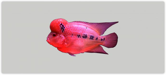 橙红色热带鱼水族馆鱼类动物组合su模型_图1