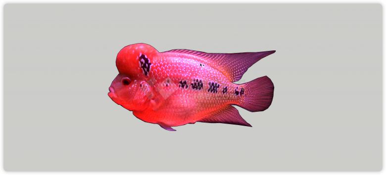 橙红色热带鱼水族馆鱼类动物组合su模型-图一