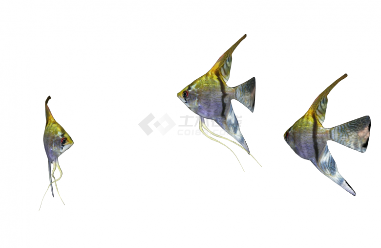 彩色水族馆鱼类动物组合SU模型-图二
