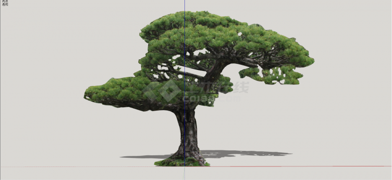 日本五须松造型松树组合su模型-图二