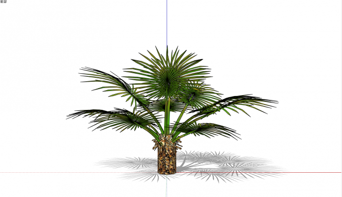 一棵棕榈科绿色灌木 su模型_图1