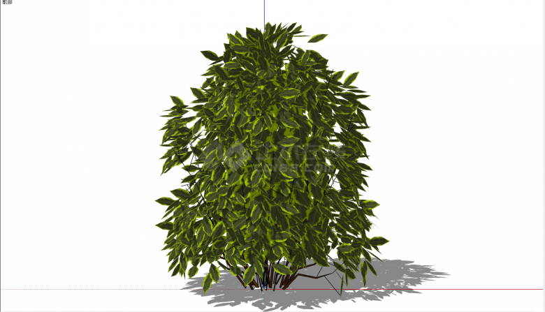 一棵小叶子绿色灌木 su模型-图一