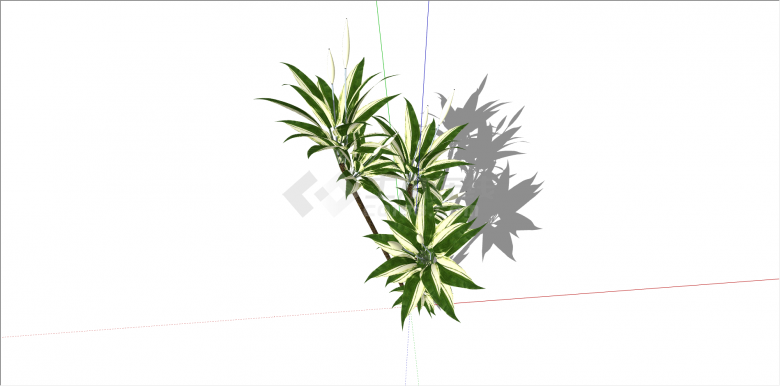 白绿双色叶灌木植物su模型-图二