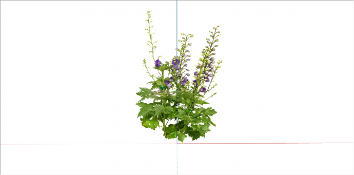 养殖性紫色花朵植物su模型_图1