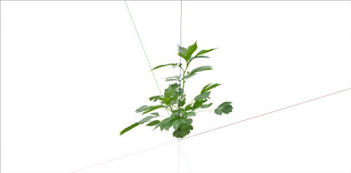 单株绿化景观植物su模型_图1