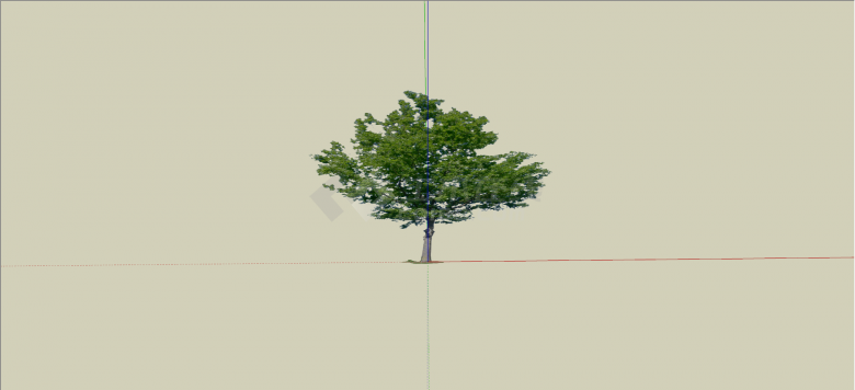 高精细椴树常绿乔木su模型-图二