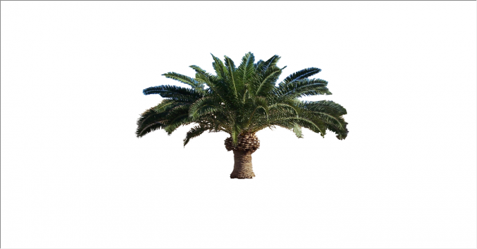 幽美恬静的棕榈热带树su模型_图1