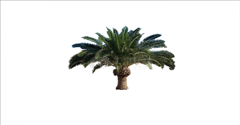 幽美恬静的棕榈热带树su模型-图一