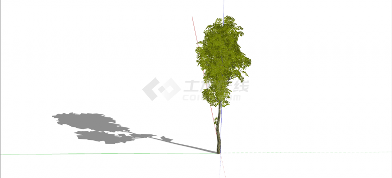 木犀科白荆树绿色乔木su模型-图二