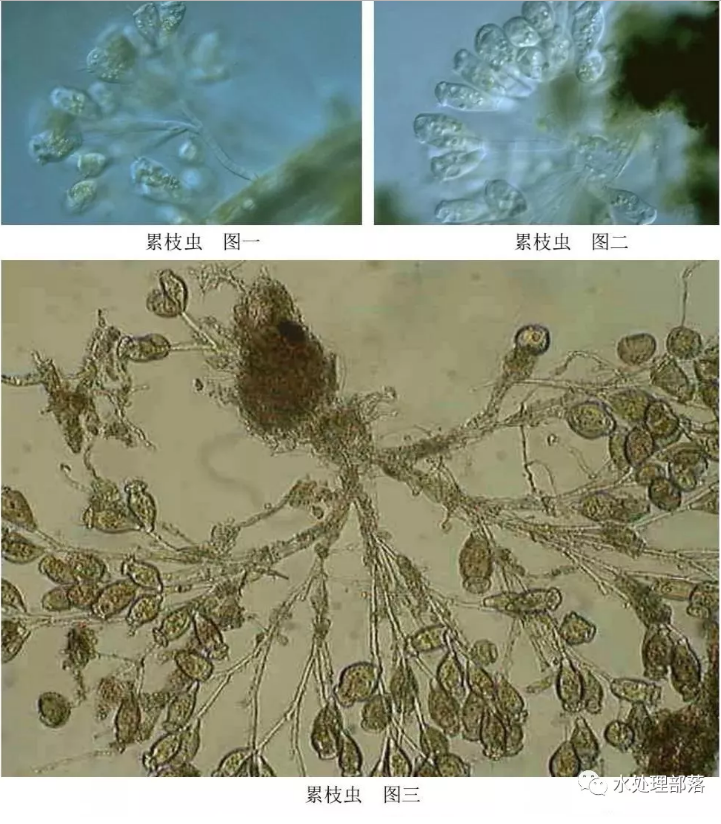 菌胶团手绘图图片