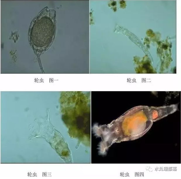 水中的微生物名字图片