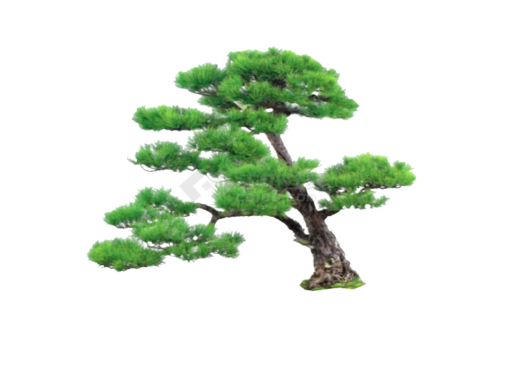 现代青翠欲滴造型树su模型-图二