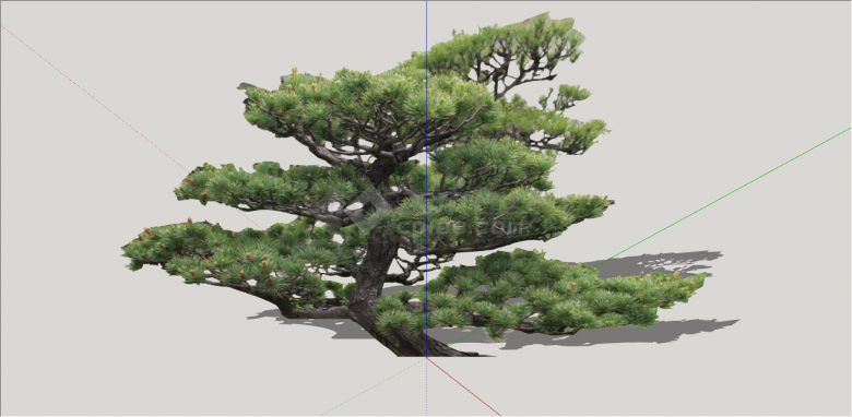 现代可观赏可修剪造型树su模型-图二