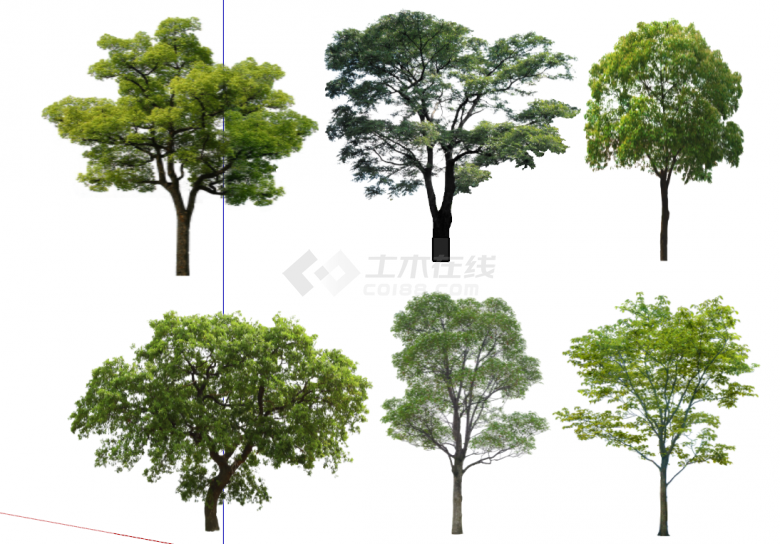 香樟树 景观树 行道树 古树 造型树 大树乔木 歪脖树 真实树su模型-图二