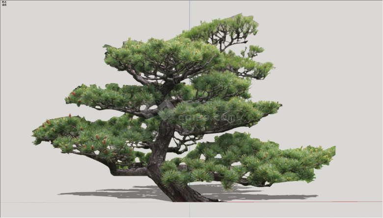 矮根枝干繁茂造型树su模型-图二