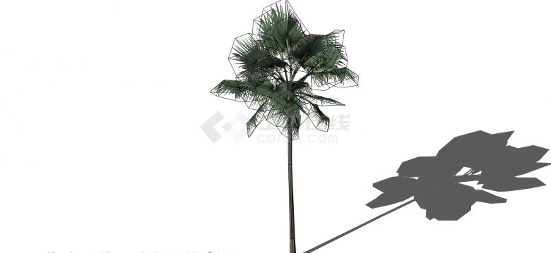 直立而高耸的植物树木su模型-图二
