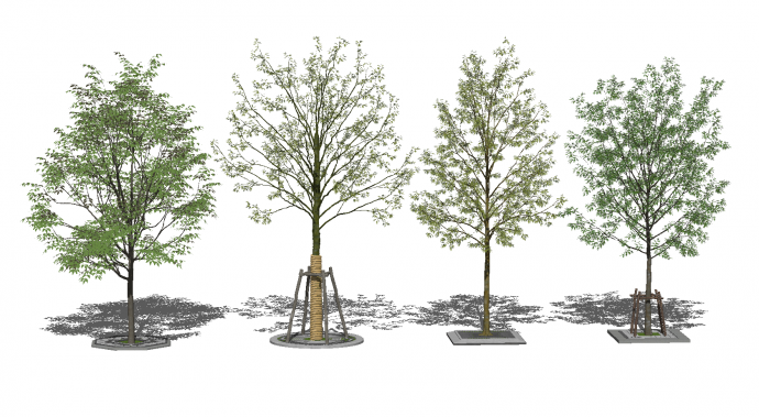 四棵枝繁叶茂的街边树木su模型_图1