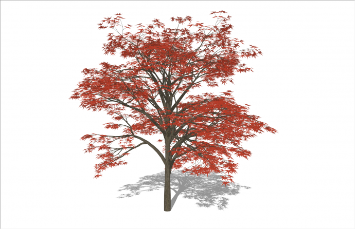 美丽3D红色枫叶树木su模型_图1