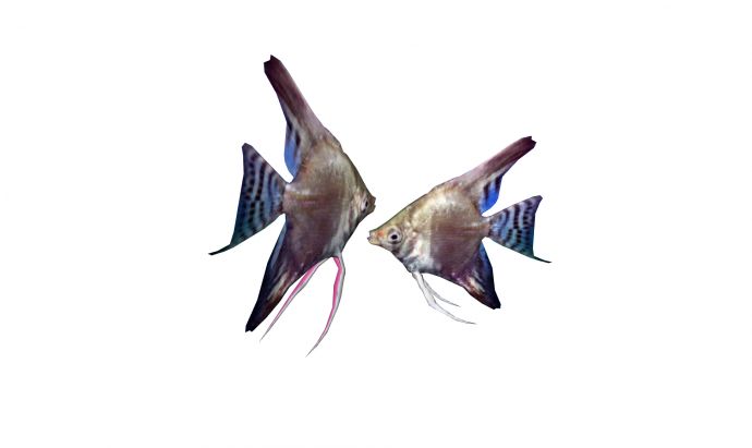 接吻鱼现代鱼雕塑小品海洋生物su模型_图1