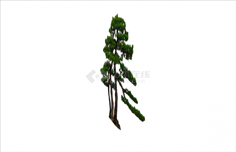 独特松树2D造型景观树组合su模型-图二