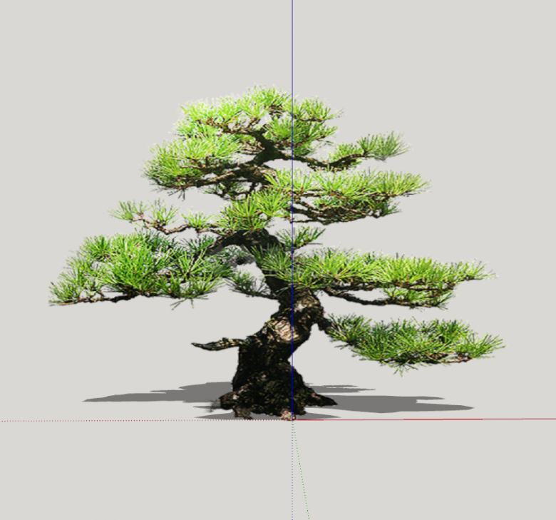 现代造型松树景观su模型-图二