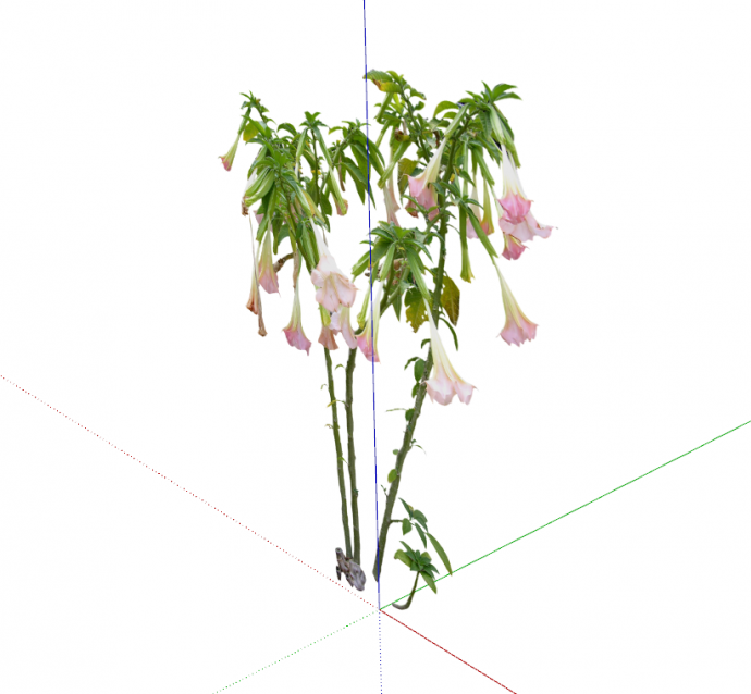 现代喇叭花植物花卉su模型_图1