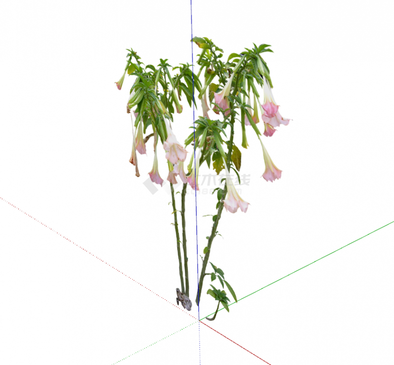 现代喇叭花植物花卉su模型-图一