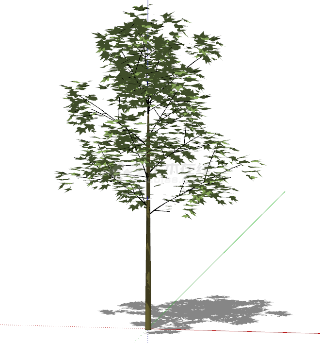 枫叶形状的细长绿色乔木 su模型-图二