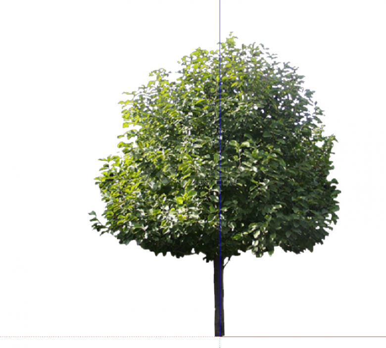 现代景观绿化树木su模型-图二