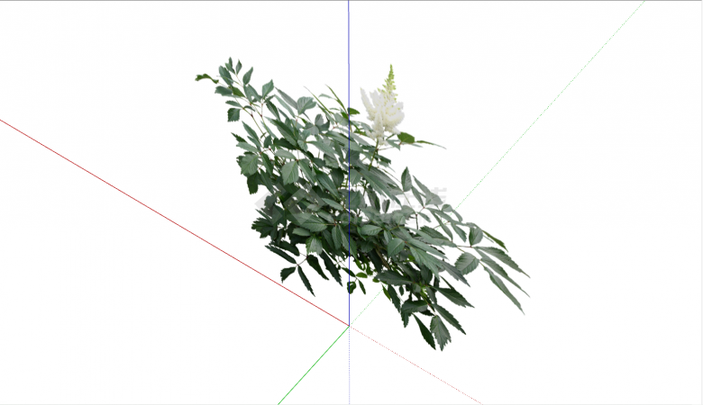 一株开白花的常绿灌木 su模型-图一