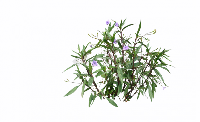 带有紫色小花的茂密绿植su模型-图二