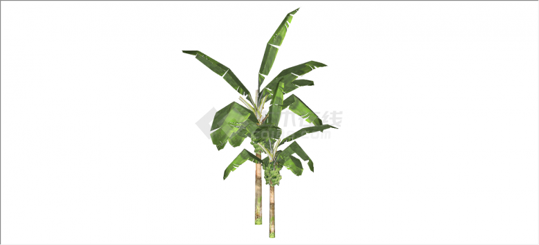 大气繁茂棕榈热带树木su模型-图二