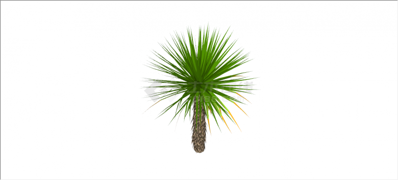 美艳碧绿棕榈热带树木su模型-图二