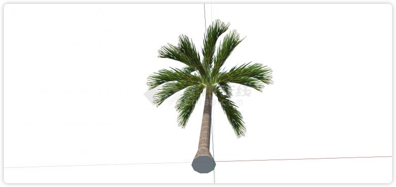 松鼠尾巴棕榈树热带树su模型-图二