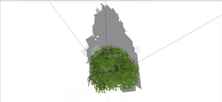 被子植物鸡爪槭绿色乔木su模型-图二