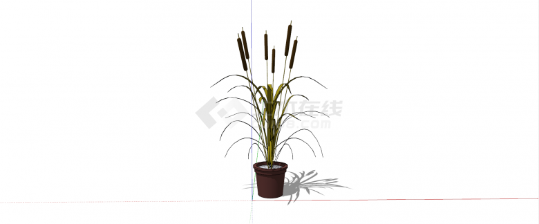 香蒲科香蒲室内植物su模型-图二