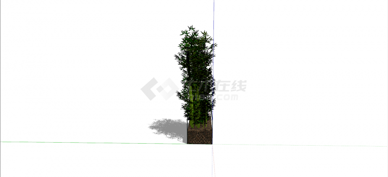 禾本科罗汉竹植物su模型-图一