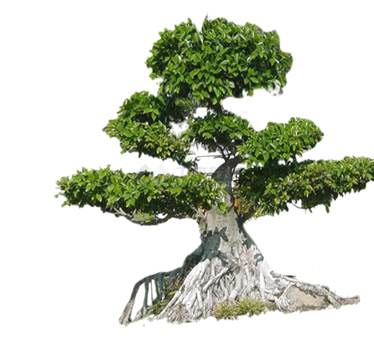 土石2D造型景观树组合su模型-图二