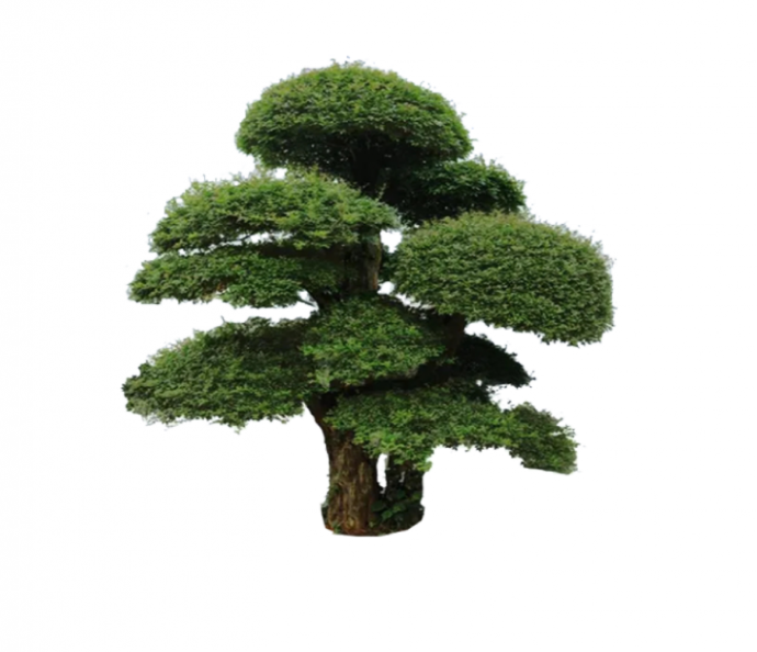 墨绿2D造型景观树组合su模型_图1